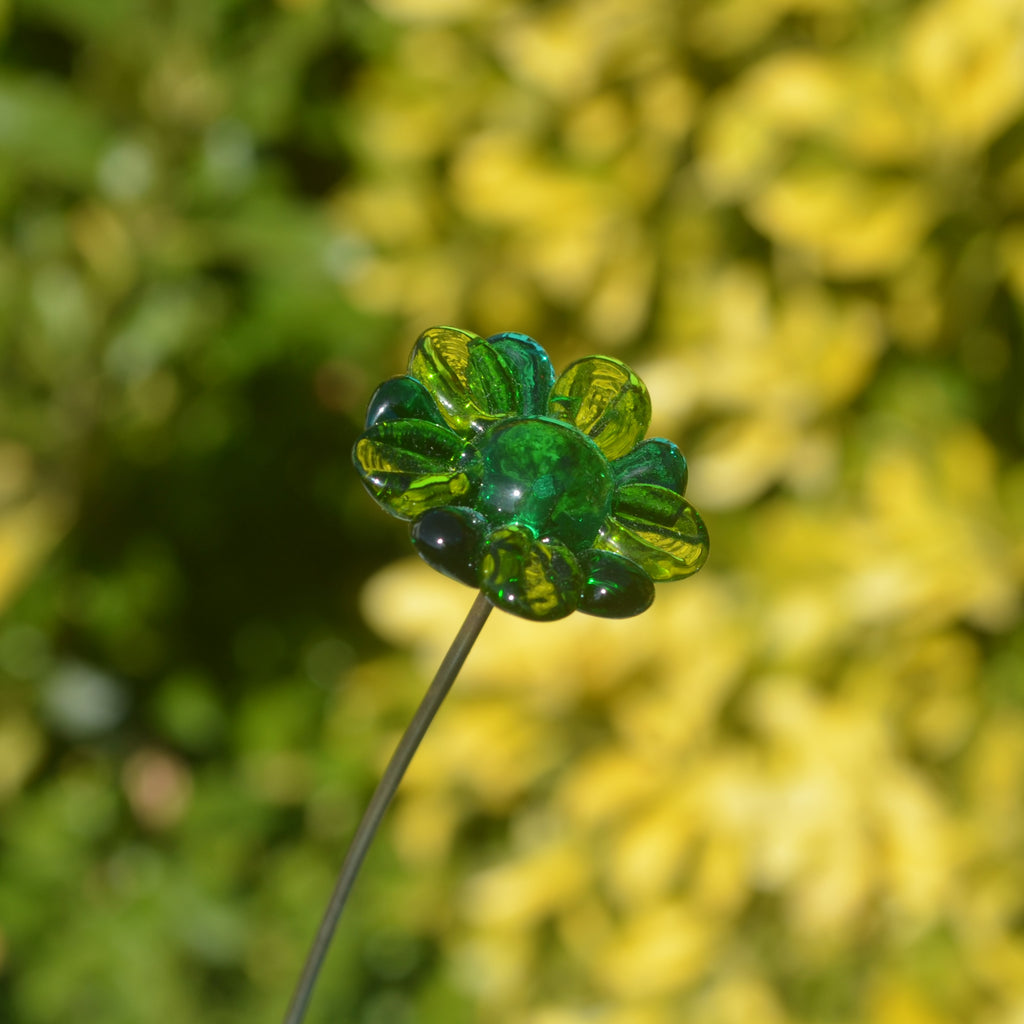 Grande Marguerite Perle des Prés 1 g Vilmorin