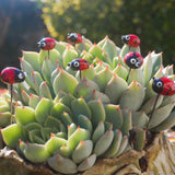 Sept coccinelles indivuduelles en verre de Murano autour d'une plante succulente