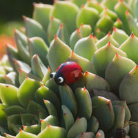 Gos plan sur une coccinelles en verre de Murano sur une plante succulente