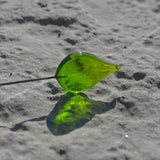 feuille verte translucide